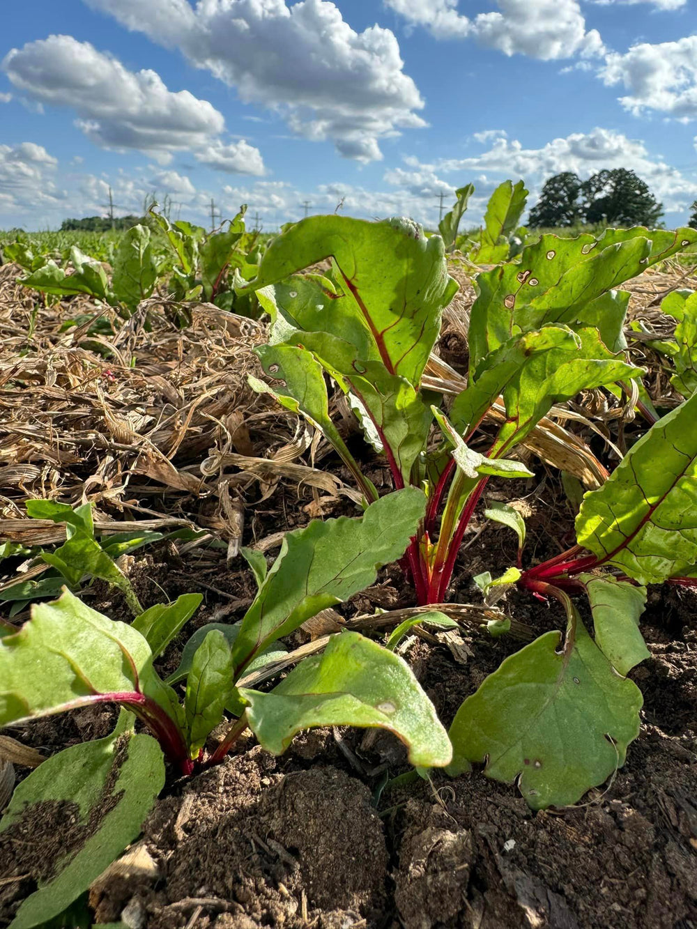 Veggie Plants