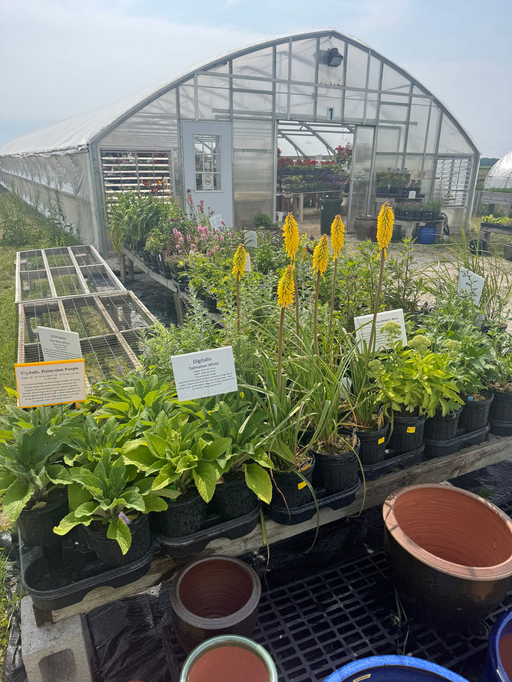 Perennials