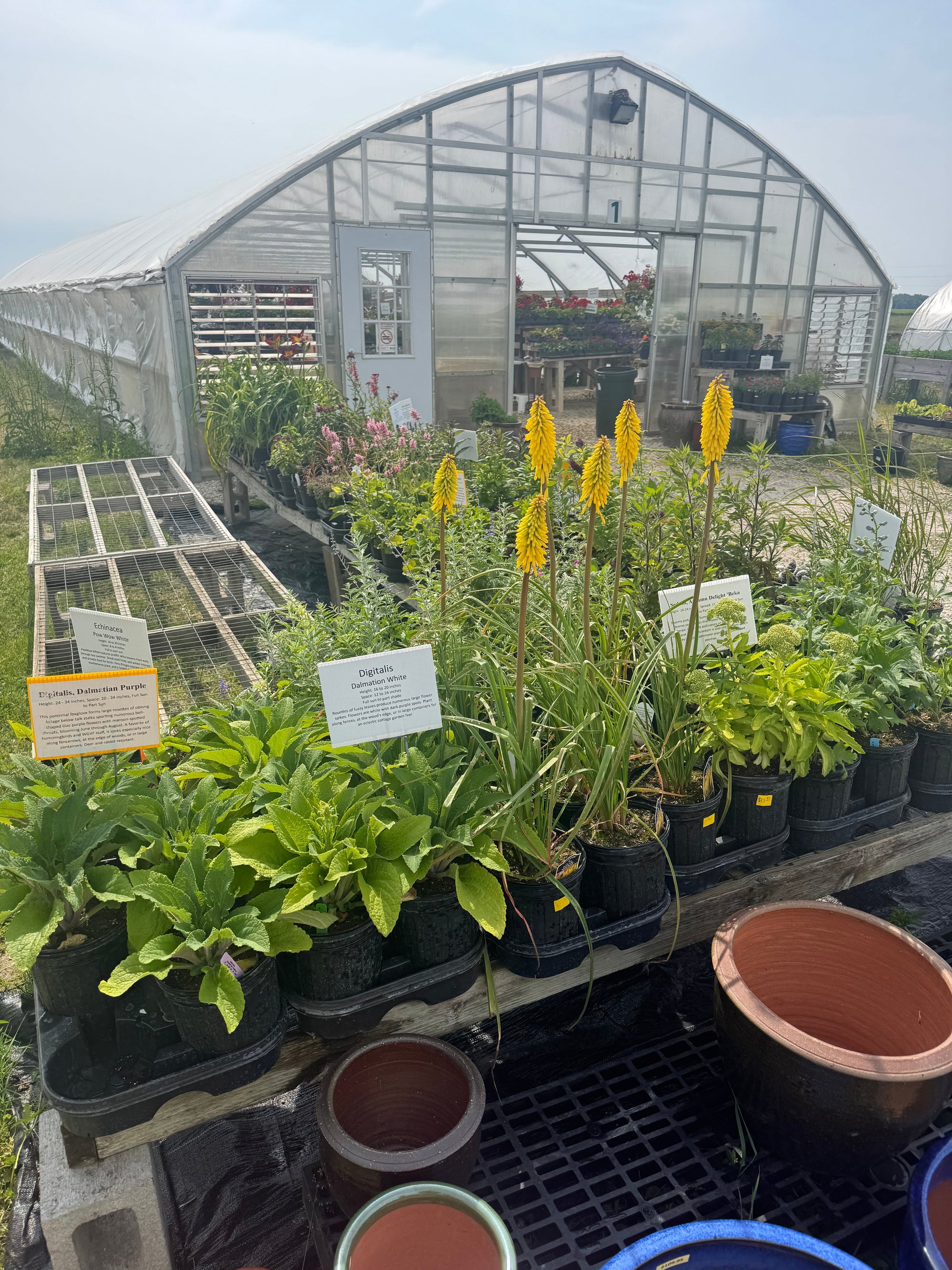 Perennials