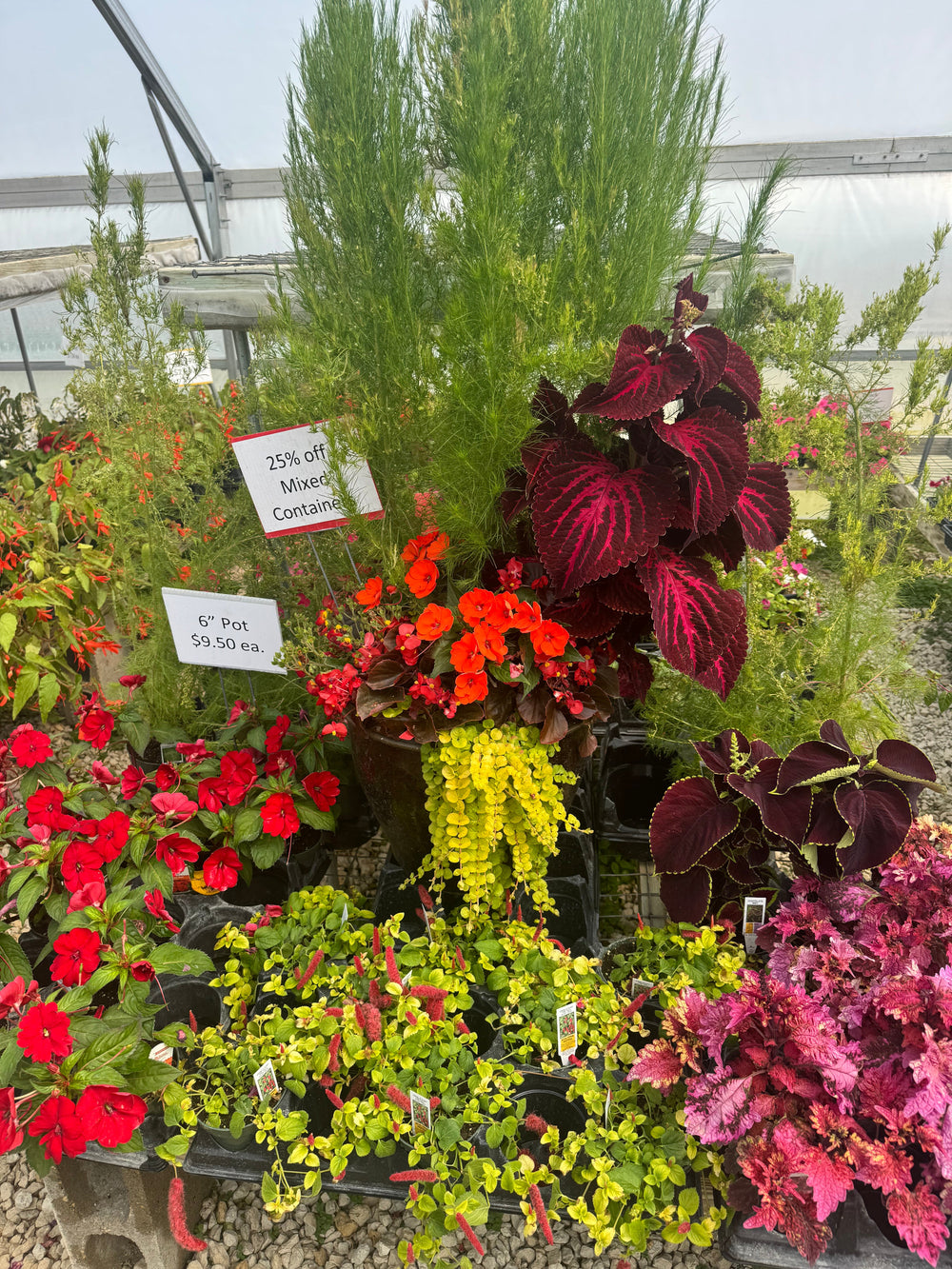 Annual Flowers