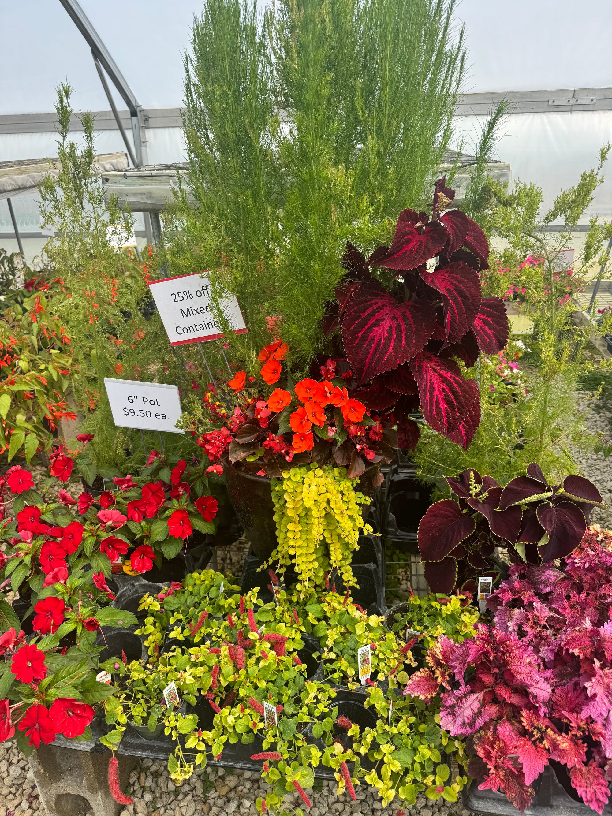 Annual Flowers