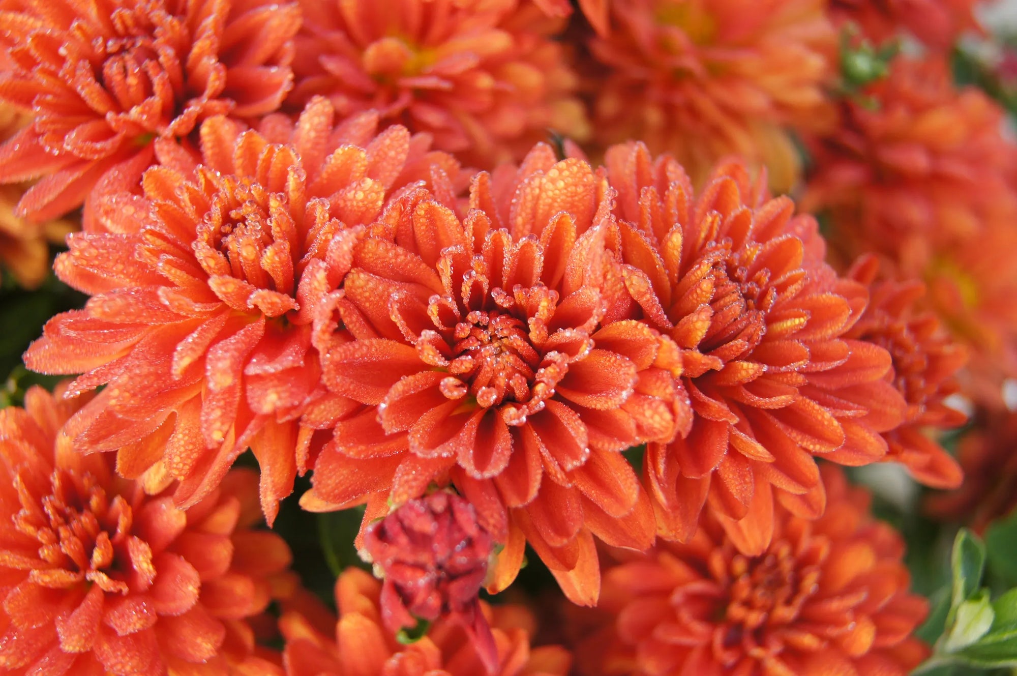 Fall Hardy Mums - Chrysanthemum - Bronze/Orange