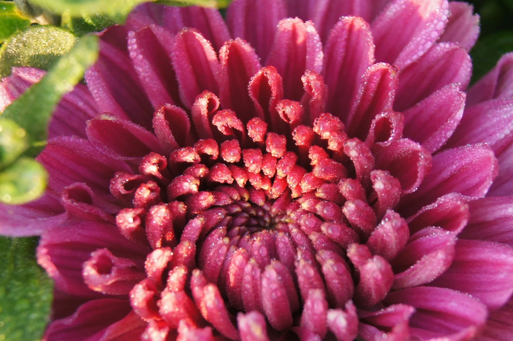 Fall Hardy Mums - Chrysanthemum - Purple/Lavender