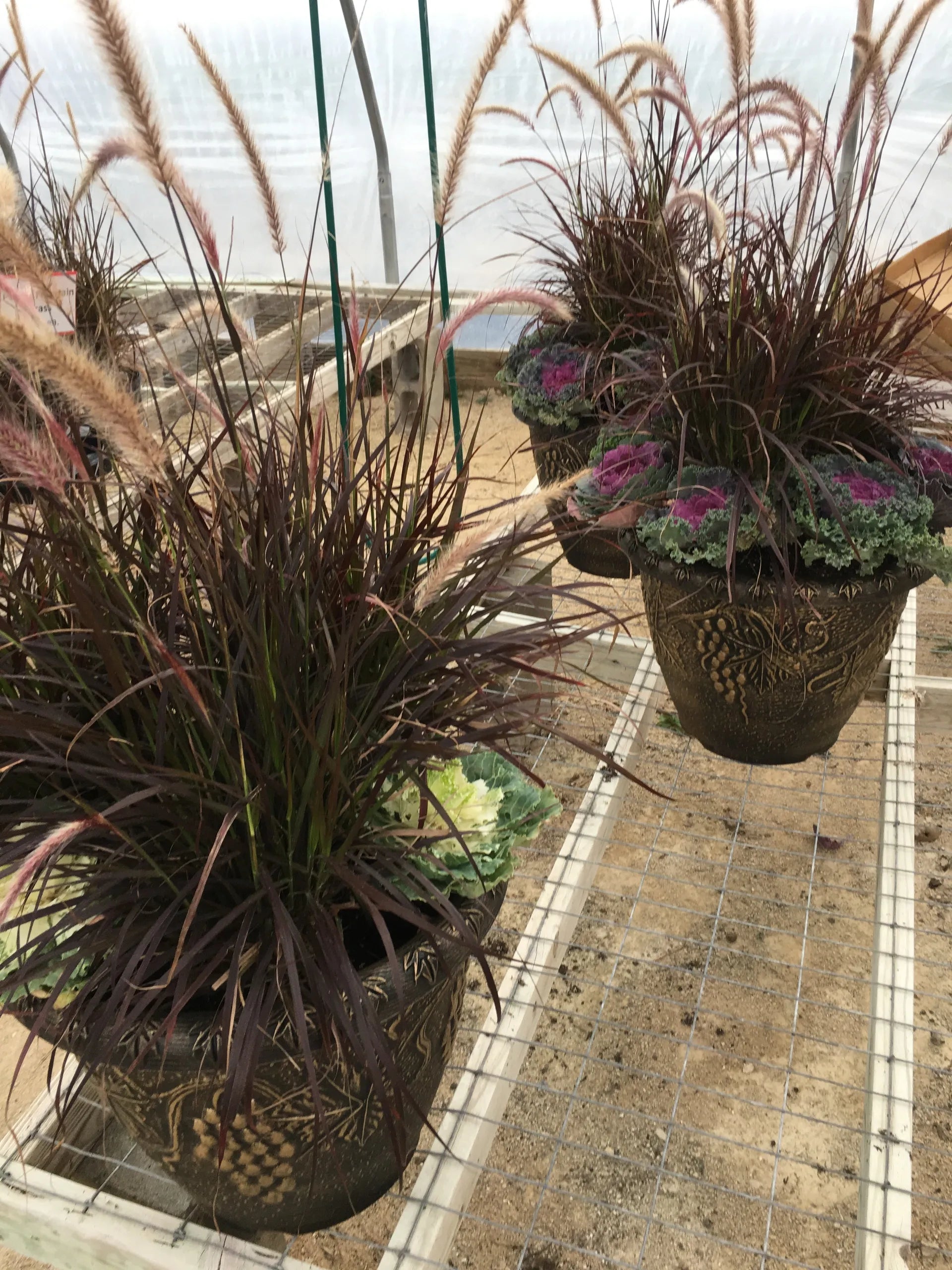 Purple Fountain Grass