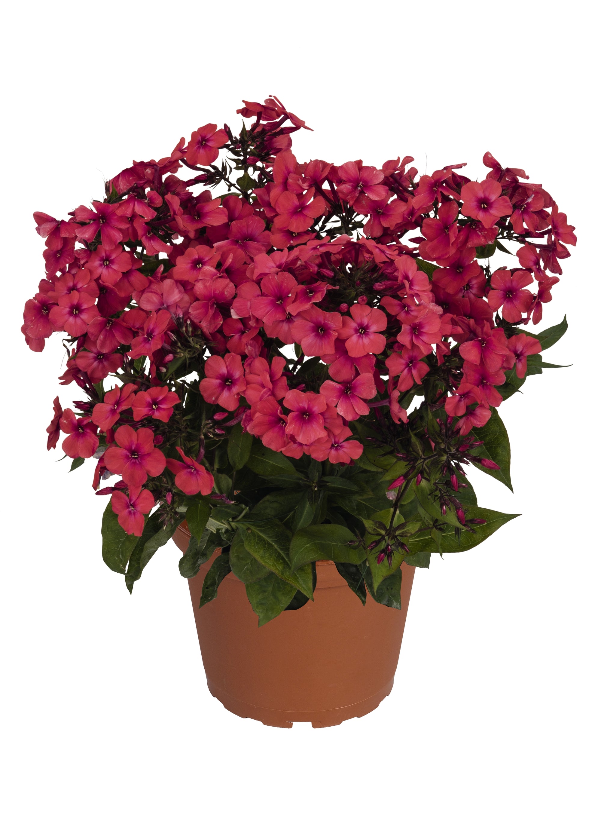 Phlox p. Flame (R) 'Red'