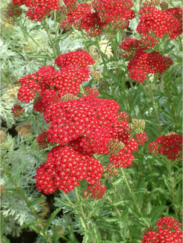 Achillea m. 'Red Velvet'