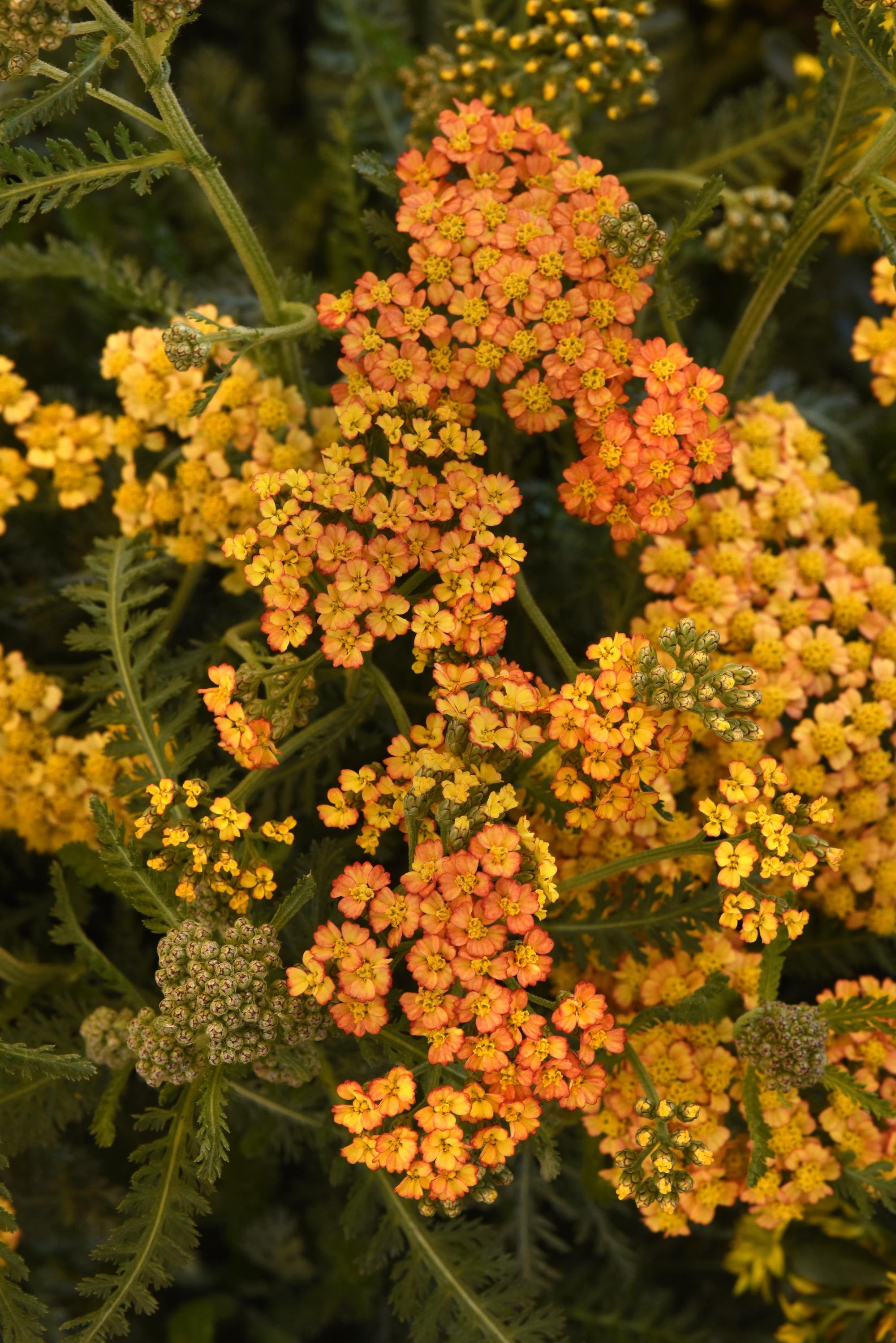Achillea millefolium 'Terracotta'