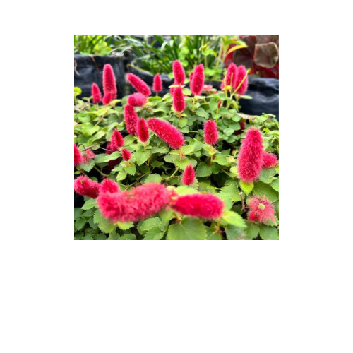 Acalypha, Chenille Plant