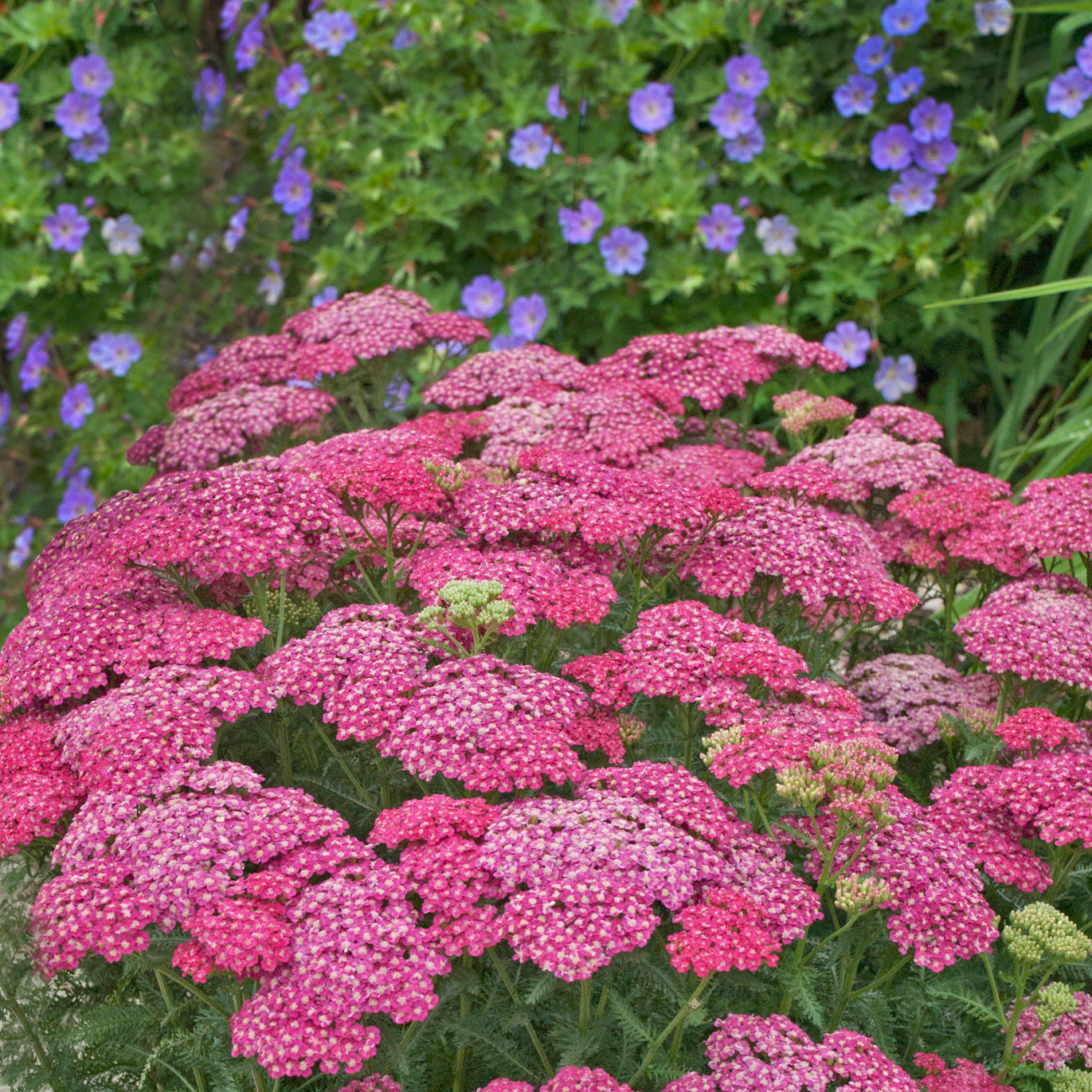 Achillea, Saucy Seduction