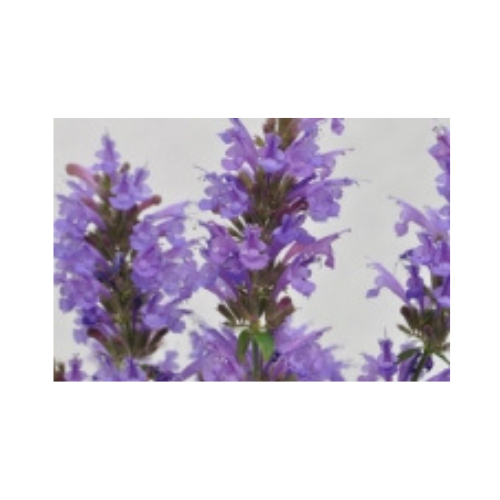 Agastache Sunrise® Blue