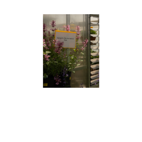 Agastache Sunrise® Salmon Pink