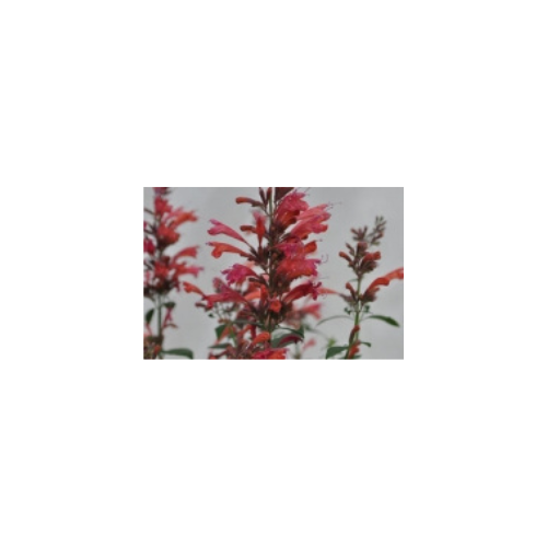 Agastache Sunrise® Red