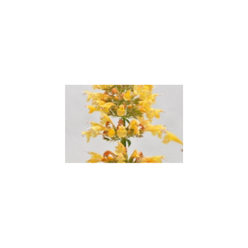 Agastache Sunrise® Yellow