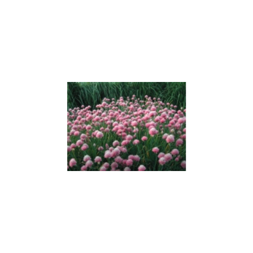 Allium 'Forescate'