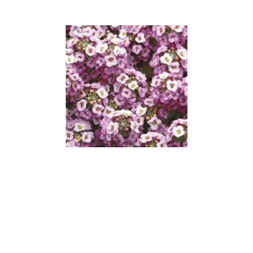 Alyssum, Clear Crystal Lavender Shades