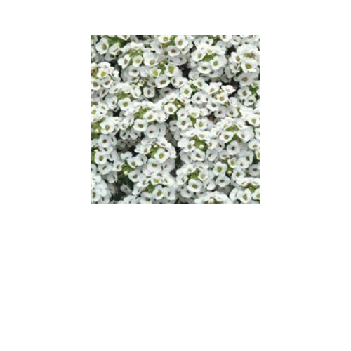 Alyssum, Clear Crystal White