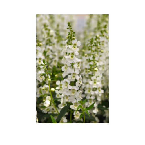 Angelonia, Serenita White