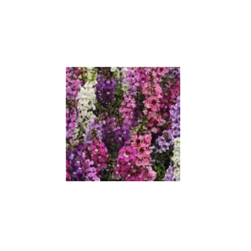 Angelonia, Serenita Mix