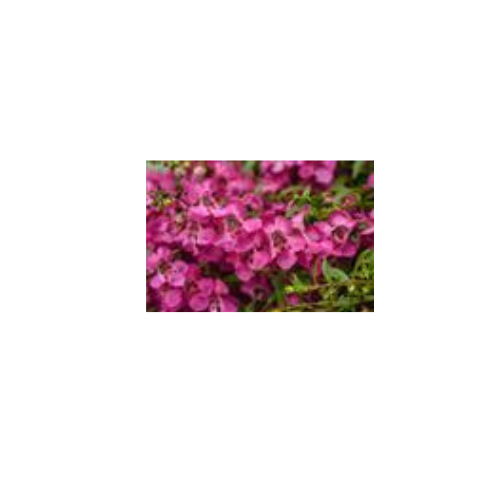 Angelonia, Angelmist Pink