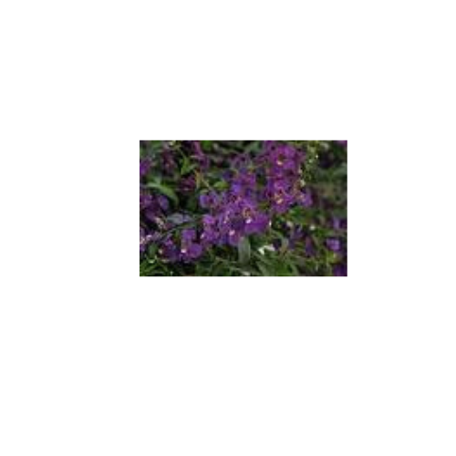 Angelonia, Angelmist Dark Purple