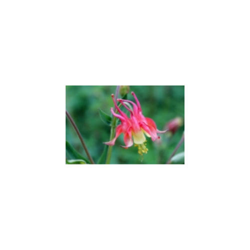 Aquilegia canadensis