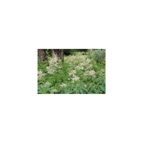 Aruncus 'Fairy hair'