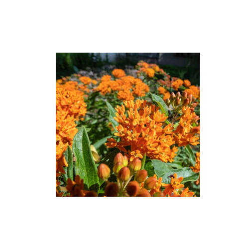 Asclepias Tuberosa, Wild Orange