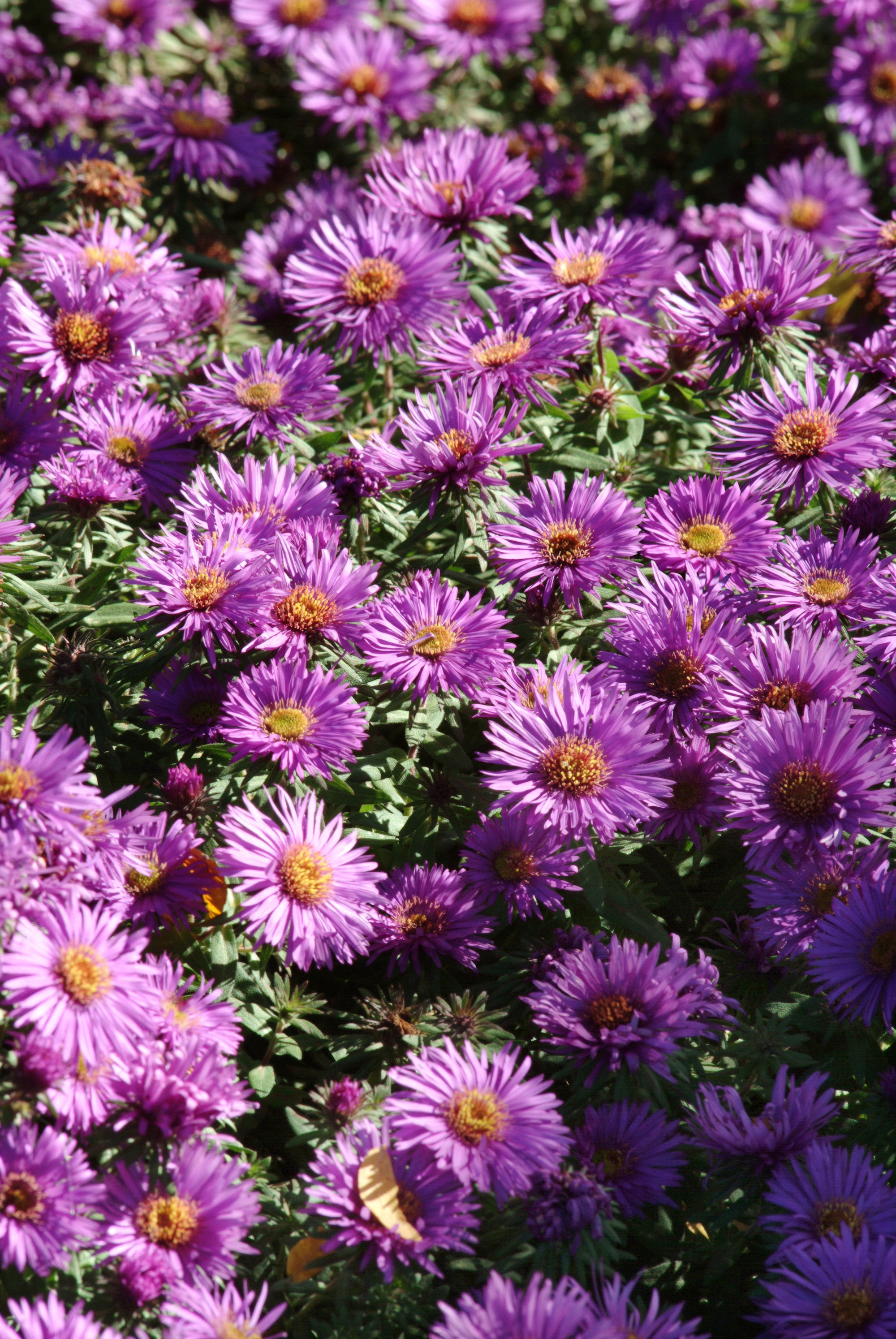 Aster n.a. Purple Dome