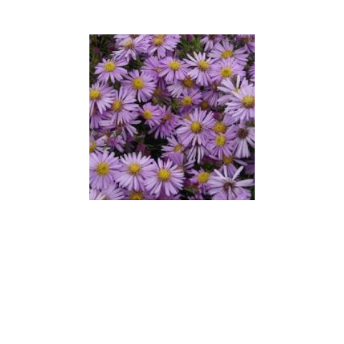Aster n.a. Wood's Pink