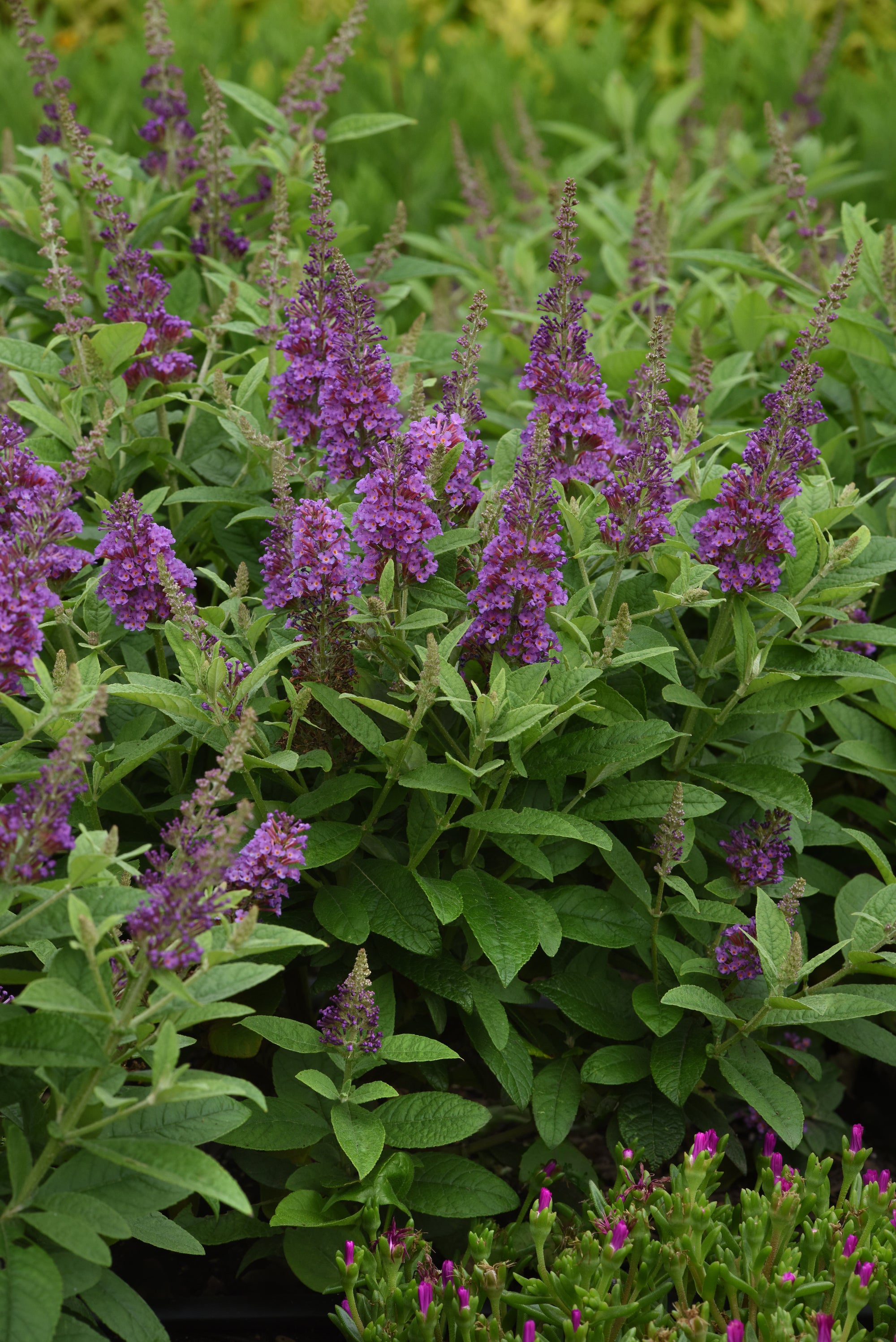 Buddleia davidii Chrysalis™ Blue