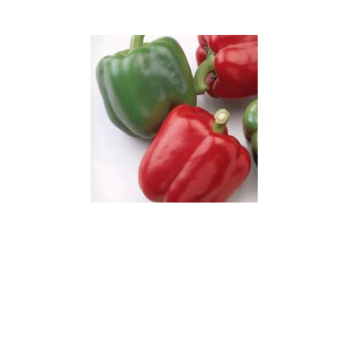 Pepper Plant, Baron (Red Beauty)