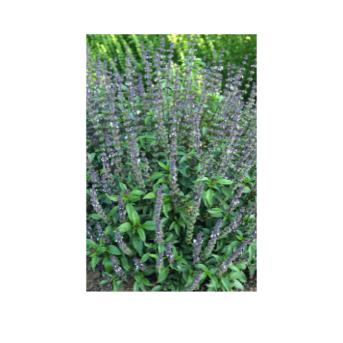 Herb Plant, Basil Cinnamon