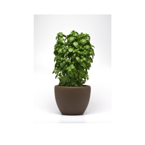 Herb Plant, Basil 'Everleaf Emerald Towers'
