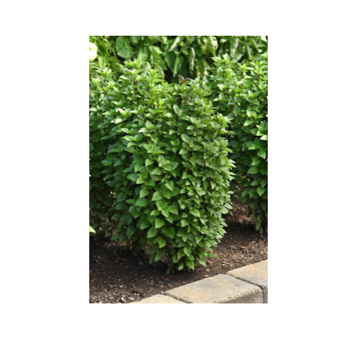 Herb Plant, Basil 'Everleaf Thai Towers'