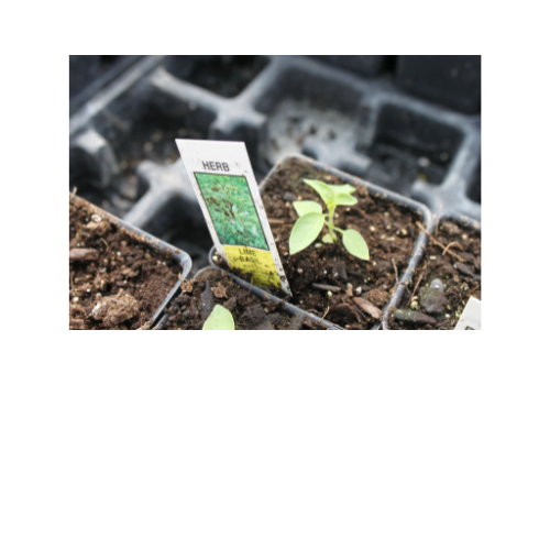 Herb Plant, Basil 'Lime'