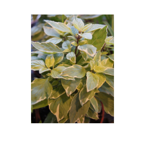 Herb Plant, Basil 'Pesto Perpetuo' (Ocimum basilicum 'Citriodorum')