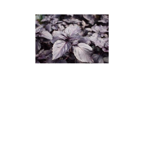 Herb Plant, Basil 'Red Rubin'