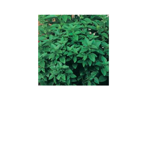 Herb Plant, Basil 'Spicy Globe'