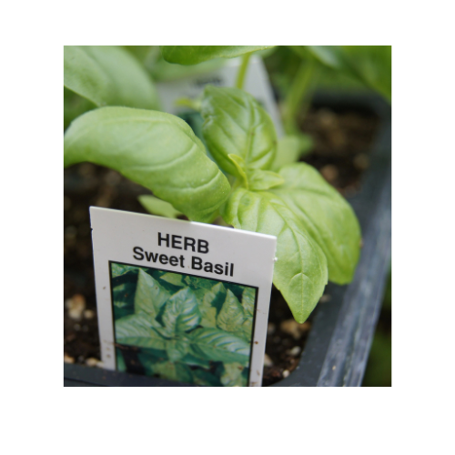 Herb Plant, Basil 'Giant Smooth Italian' (Sweet)