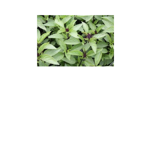 Herb Plant, Basil 'Thai Siam Queen'