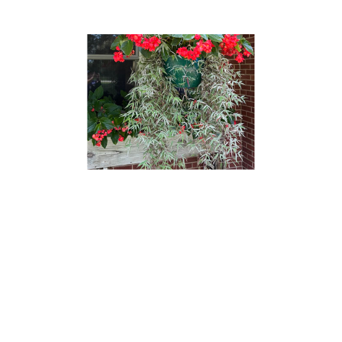 Oplismenus, Basket Grass, Variegata