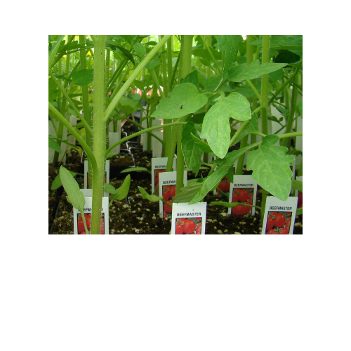 Tomato Plant, Beefmaster