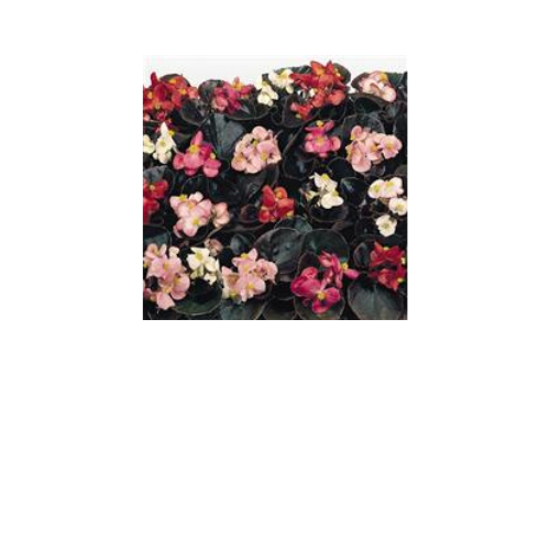 Begonia, Cocktail Mix