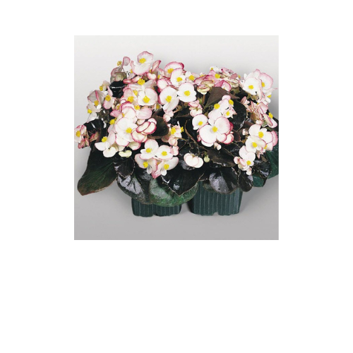 Begonia, Cocktail Rum