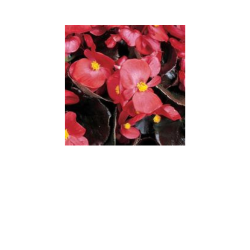 Begonia, Cocktail Vodka