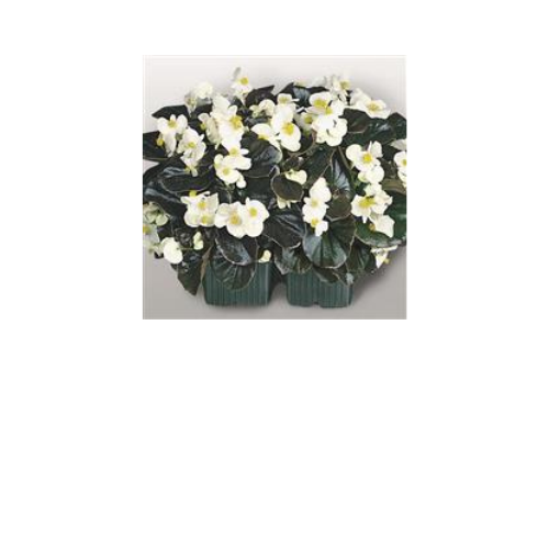 Begonia, Cocktail Whiskey