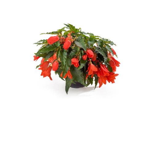 Begonia, Waterfall Encanto Orange