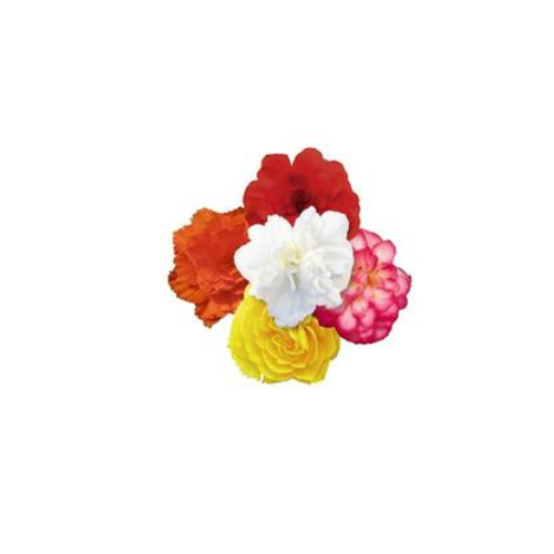 Begonia, Non-Stop Mix