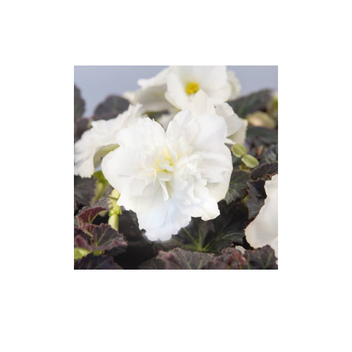 Begonia, Non-stop White