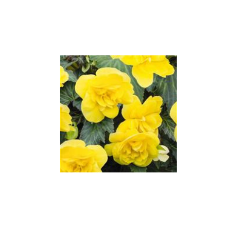 Begonia, Non-stop Yellow